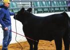 Youth Shine at the 2022 Junior Live Stock Show