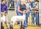 Young County Jr. Livestock Highlights 2020