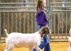 Youth Shine at the 2022 Junior Live Stock Show