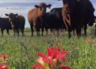 Young County cattle raisers are bracing for the arrival of the New World Screw Worm, which the USDA says has crossed into Lavaca County from Mexico. Photo by Shad Sullivan