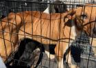 Olney residents sentenced in dog hoarding case