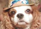 PETS OF 2020