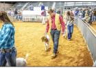 Young County Jr. Livestock Highlights 2020