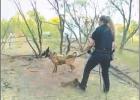 K9 Bond serves arrest warrant