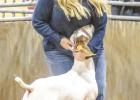 Chloe Neal (Olney FFA) Grand Champion - Goat Division.