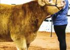 Youth Shine at the 2022 Junior Live Stock Show