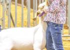 Adley Hardin, Newcastle FFA, placed 3rd in the Goat Light Weight Class 2 Division