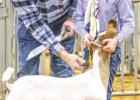 True Creel of Newcastle FFA, placed 2nd in the Goat Light Weight Class 1 Division