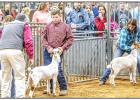 Young County Jr. Livestock Highlights 2020