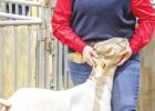 Clara Neal (Newcastle FFA) placed 1st in the Goat Hvy. Wt, Class 5, and Champion in the Goat Hvy Wt. Division.