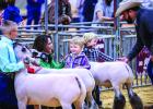 This year’s Junior Livestock show was proud to see a Peewee showmanship division. These little showmen captured the hearts of the spectators as they proudly marched around the judging area. Photo by Will Sadler