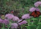 The Monarchs Are Here!