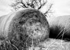 Hay prices reach 50-year high