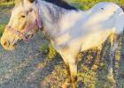 Olney man charged with felony animal cruelty