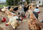 Egg prices plummet