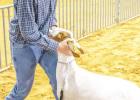 Justin Simmons of the Olney FFA placed 3rd in the Heavy Weight, Class 6, Goat Division