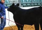 Youth Shine at the 2022 Junior Live Stock Show