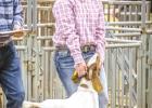 Emma Clayton, Newcastle FFA, placed 3rd in the Medium Weight Class 4 Goat Division