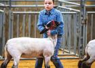 Youth Shine at the 2022 Junior Live Stock Show