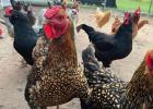 Egg prices plummet