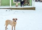 Mom Daisy May shows her twins Roxy [F], Foxy [BL] their first snow
