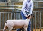 Youth Shine at the 2022 Junior Live Stock Show