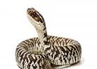 What to do about a snake bite