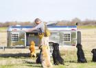 Livingston Gundogs