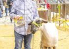 Miles Branum (Olney FFA) His first year out and captured Jr. Showmanship Lamb Division as well as 3rd in class 1 of the Lamb division.