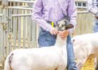 Brady Lisle (Olney FFA) placed 2nd in Class 1 of the Lamb Division and 3rd in the Class 3 Division