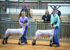 Livestock Show Continued