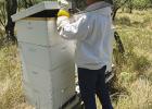 Honey biz is sweet for young beekeeper