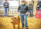Peyton Bullock (Olney FFA) placed 2nd in Duroc Class 4