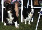 Folks brought their chairs and their pets to enjoy the Music in May concert in Tom Griffin Park on Saturday. Photo by Will Sadler