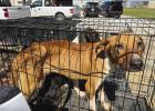 OPD seizes 26 starving dogs from Payne Street house; 2 arrested