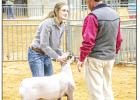 Young County Jr. Livestock Highlights 2020