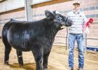 Clay Fite, Olney FFA, placed 1st in the Exotic Steer Class 4 Division, and 2nd place in Class 1 and 2 of the English Steer Division. He also earned Reserve Champion in both English and Exotic Steer Divisions.