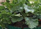 Organic gardeners reap healt