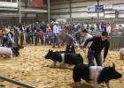 Junior Livestock Show Competitors show their stuff