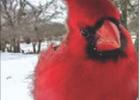 Right: Cardinal by Jessa Branum Below left: Cows at the McClatchy Ranch
