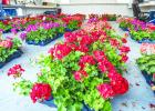 The Olney Junior Altruistic Club’s biggest fund raiser is their annual geranium sale, funds raised go to help other nonprofits in Olney. Photo by Will Sadler