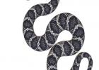 What to do about a snake bite