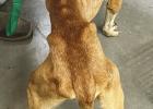 OPD seizes 26 starving dogs from Payne Street house; 2 arrested