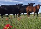 Local beef producers are navigating shifting federal trade policies and keeping an eye on disease outbreaks. Photo by Shad Sullivan