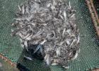 The Texas Department of Parks &amp; Wildlife stocked Lake Cooper with catfish as part of a plan to improve Olney Lake and Lake Cooper as recreation areas. Photo provided by Texas Department of Park &amp; Wildlife