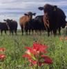 Young County cattle raisers are bracing for the arrival of the New World Screw Worm, which the USDA says has crossed into Lavaca County from Mexico. Photo by Shad Sullivan