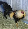 Police arrest 2 for suspected cockfighting